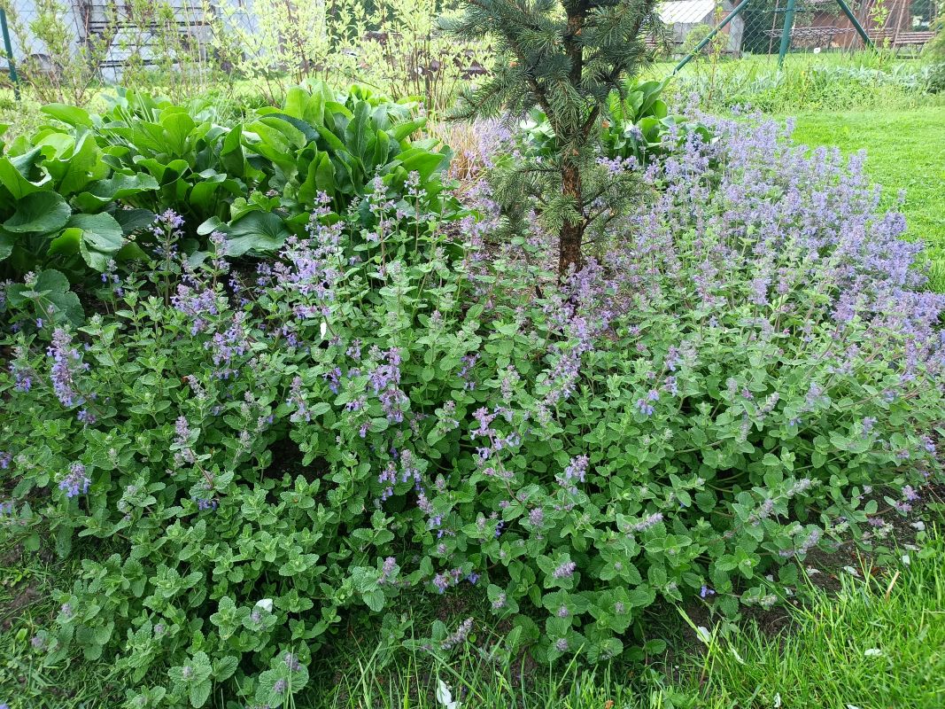 šanta zkřížená / nepeta faassenii (ilustrační foto)