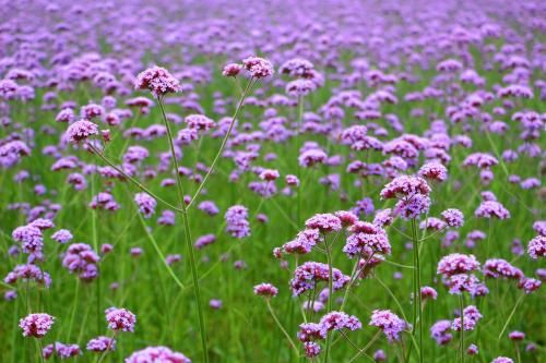 Sporýš argentinský / verbena