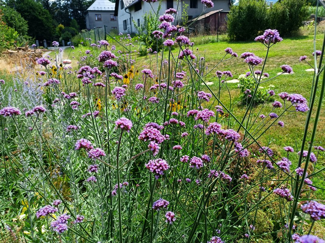 Sporýš argentinský / verbena