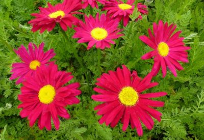 Kopretina šarlatová / Tanacetum coccineum, Ilustrační foto