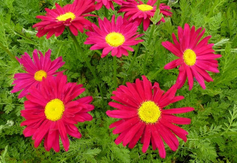 Kopretina šarlatová / Tanacetum coccineum, Ilustrační foto