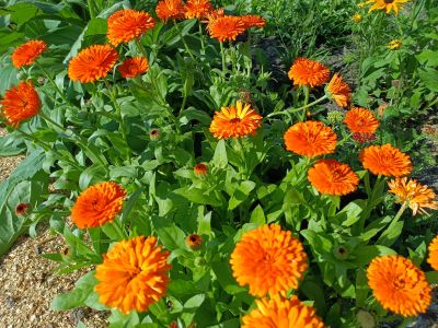 Měsíček lékařský / Calendula officinalis, ilustrační foto