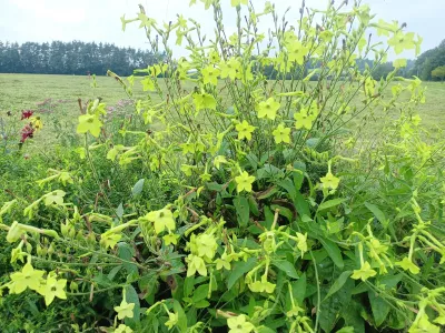 tabák křídlatý 'Lime Green', ilustrační foto dospělé rostliny