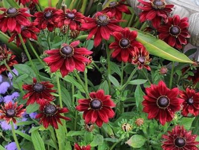třapatka srstnatá 'Cherry Brandy', ilustrační foto dospělé rostliny