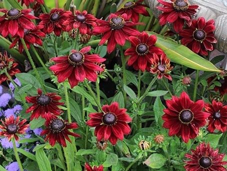 třapatka srstnatá 'Cherry Brandy', ilustrační foto dospělé rostliny
