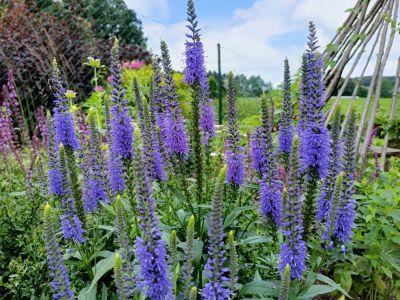 Rozrazil dlouholistý / Veronica longifolia (ilustrační foto)