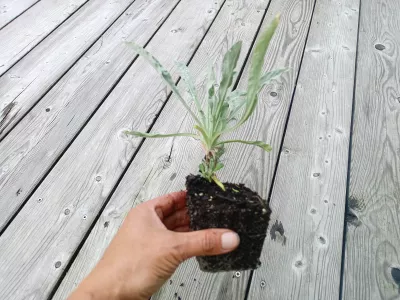 orientační velikost nabízené sazenice tařice horské