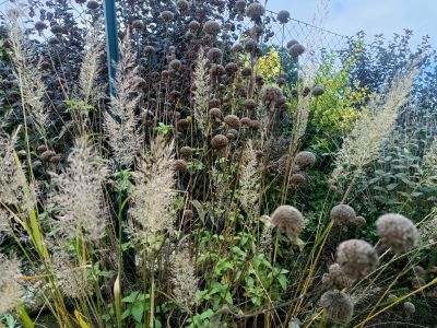 Třtina rákosovitá / Calamagrostis brachytricha, ilustrační foto dospělé rostliny