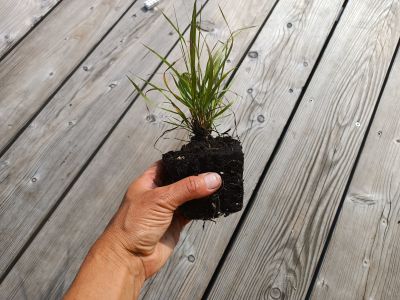 orientační velikost třtiny rákosovité k výsadbě na záhon
