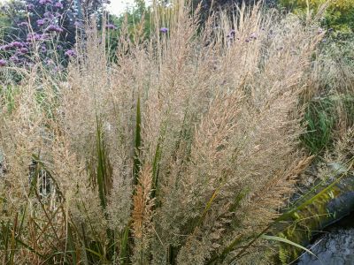 Třtina rákosovitá / Calamagrostis brachytricha, ilustrační foto dospělé rostliny