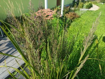 Třtina rákosovitá / Calamagrostis brachytricha, foto dospělé rostliny