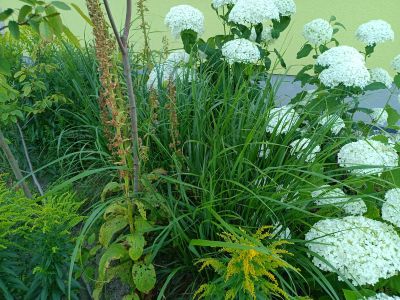Třtina rákosovitá / Calamagrostis brachytricha, foto dospělé rostliny