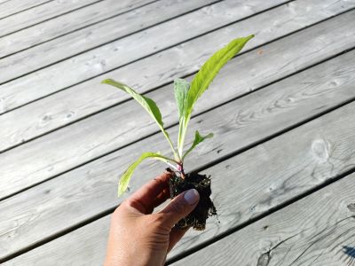 sazenice trvalky bělotrn modrý / echinops ritro 'Globe Flower' sazenice-kvetin.cz orientační velikost nabízené sazenice bělotrnu