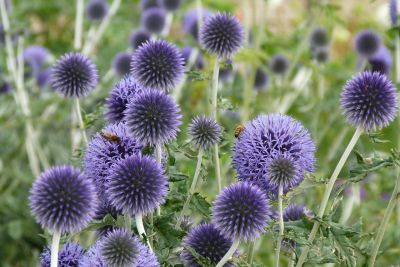 bělotrn modrý 'Flower Globe', ilustrační foto