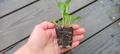 orientační velikost kořenového balu, nejedná se o stejný kultuvar