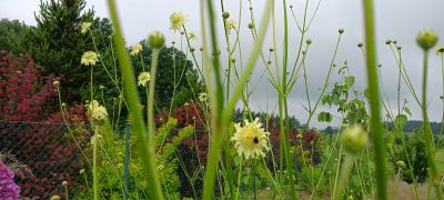 trvalka hlavatka obrovská 'Giant Scabious', ilustrační foto dospělé rostliny