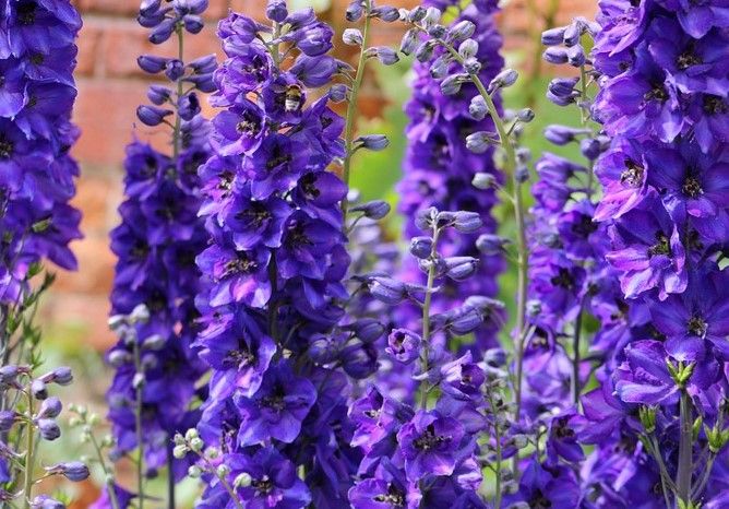 ostrožka, stračka, 'Pacific Black Knight'