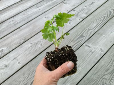 orientační velikost nabízené sazenice ostrožky, stračky