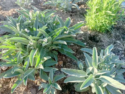 rozrazil šedý 'Silver Speedwell'
