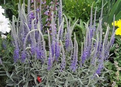 rozrazil šedý 'Silver Speedwell', ilustrační foto dospělé rostliny
