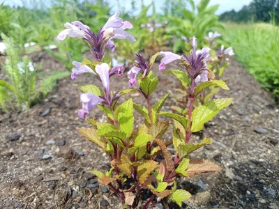 nepeta 'Pink Panther' v květu
