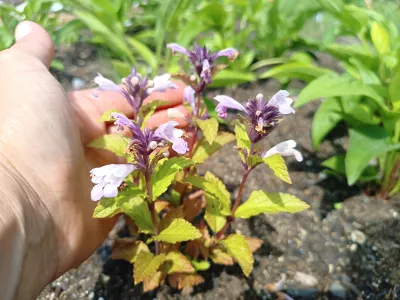 sazenice trvalky šanta 'Pink Panter' / nepeta subsessilis 'Pink Panther' sazenice-kvetin.cz nepeta 'Pink Panther' v květuo
