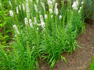 Šuškarda klasnatá / Liatris spicata, ilustrační foto