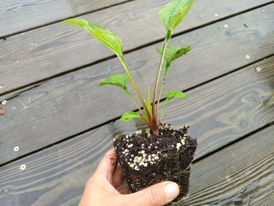 orientační velikost nabízené sazenice (může se lišit podle ročního období)