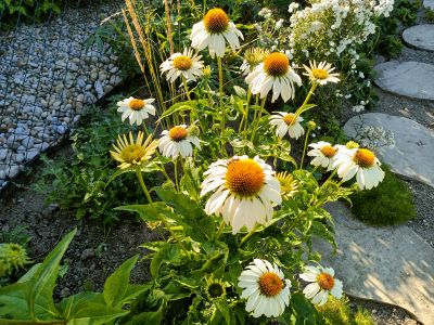 sazenice trvalky třapatky bílé 'White Swan' / echinacea purpurea alba