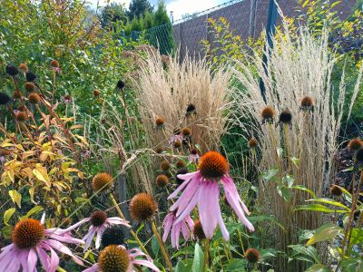 třapatka nachová / echinacea purpurea, ilustrační foto dospělé rostliny