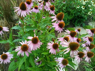 třapatka nachová / echinacea purpurea, ilustrační foto dospělé rostliny