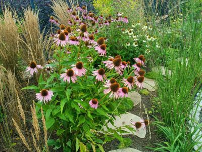 Třapatka nachová / echinacea purpurea, ilustrační foto
