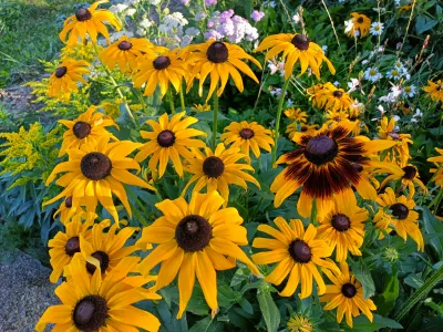 třapatka srstnatá 'Gloria Daisy', ilustrační foto dospělé rostliny