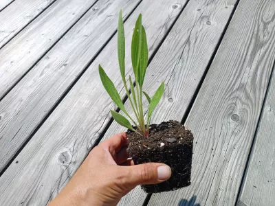 sazenice trvalky třapatovka bledá / echinacea pallida sazenice-kvetin.cz orientační velikost nabízené sazenice třapatovky bledé