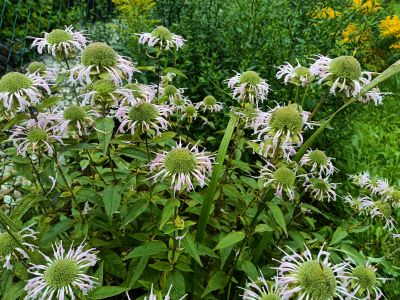 Zavinutka podvojná / monarda didyma, ilustrační foto
