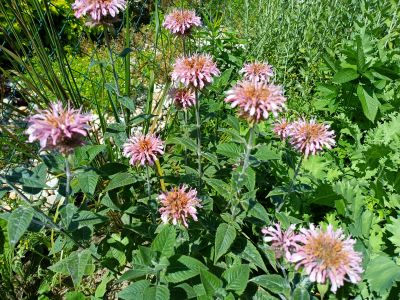 Zavinutka podvojná / monarda didyma, ilustrační foto