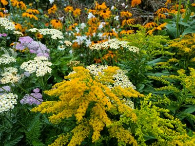 Zlatobýl kanadský Golden Baby / Solidago canadensis Golden Baby; ilustrační foto