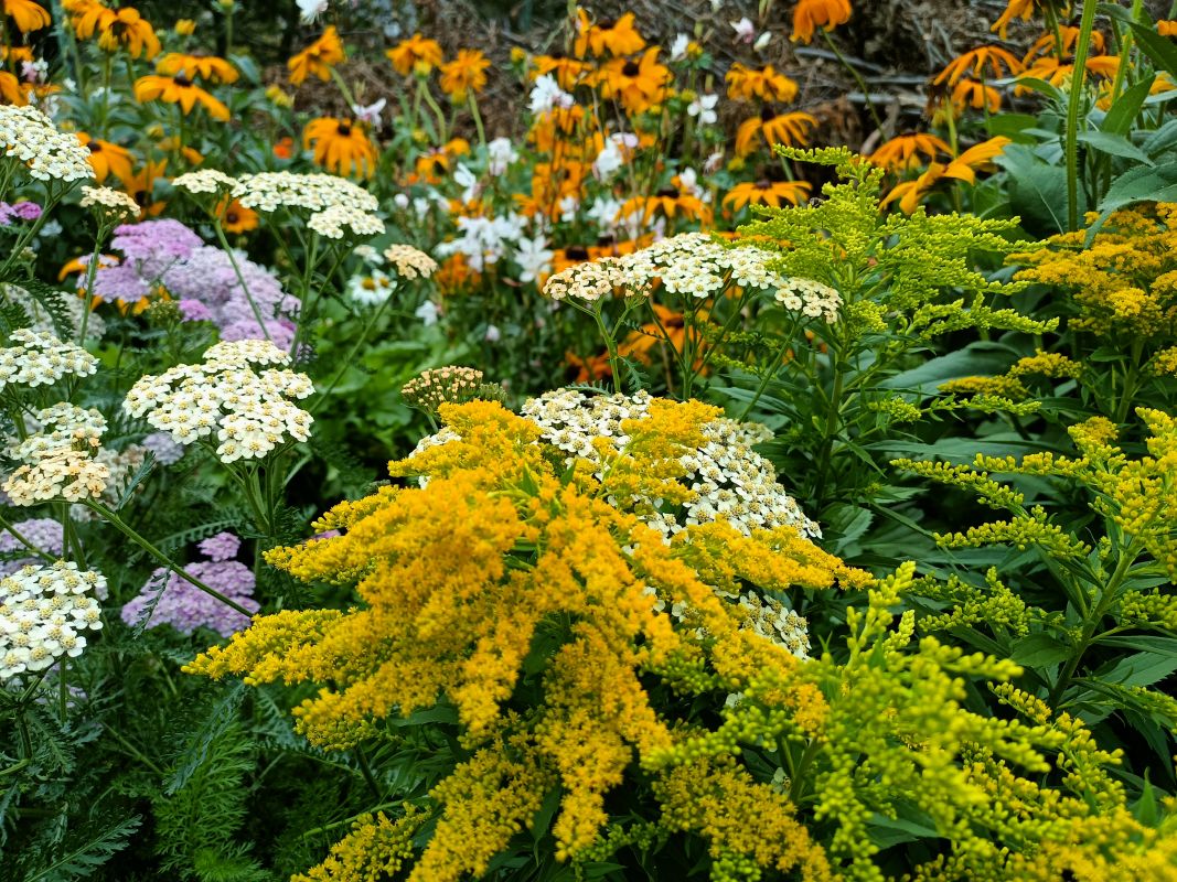 Zlatobýl kanadský Golden Baby / Solidago canadensis Golden Baby; ilustrační foto