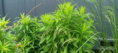 Zlatobýl kanadský Golden Baby / Solidago canadensis Golden Baby; ilustrační foto