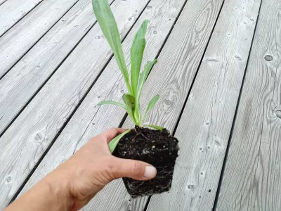 sazenice záplevák Hoopesův, orientační velikost nabízené sazenice