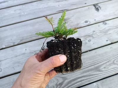 orientační velikost kořenového balu (nejedná se o stejný kultivár)