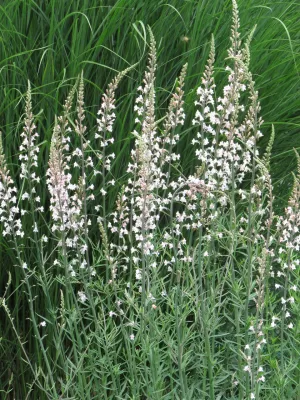 lnice nachová Canon J. Went