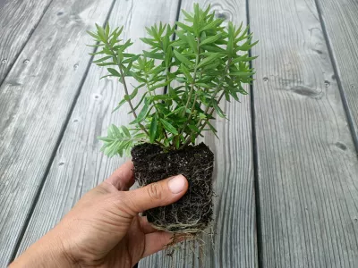 lnice nachová Canon J. Went (linaria purpurea) sazenice-kvetin.cz orientační velikost nabízené sazenice