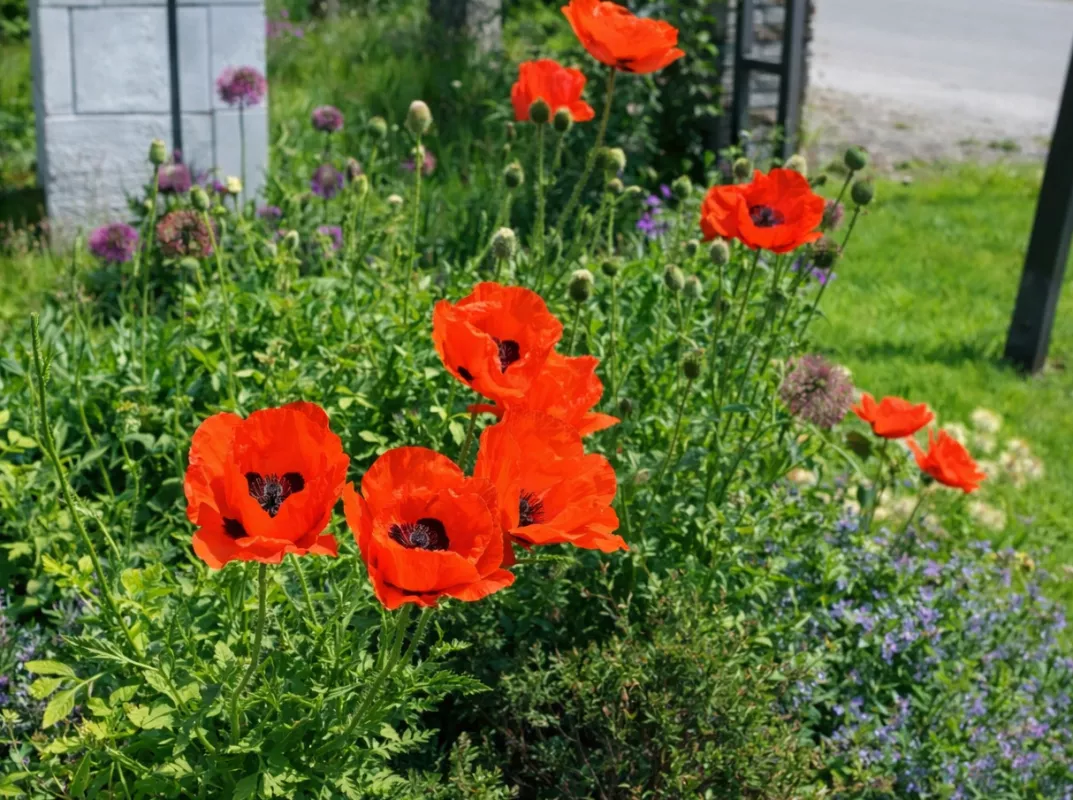 mák  východní červený v květu