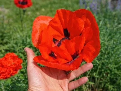 mák  východní červený v květu