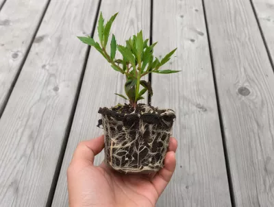 orientační velikost sazenice sporýše