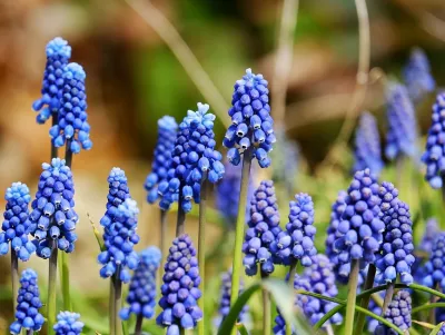 sazenice cibuloviny modřenec modrý / muscari, 3 kusy v balení sazenice-kvetin.cz