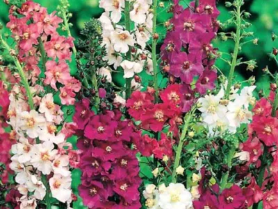 divizna brunátná 'Hybrids Mix', ilustrační foto