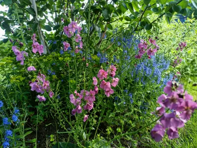 divizna brunátná 'Hybrids Mix' spolu s rozrazilem rakouským u himalajské brízky u mě na zahradě:) Krásná kombinace, která potěší pestrými barvami.