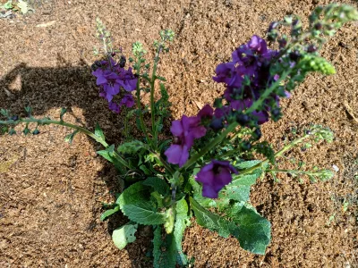 divizna brunátná 'Hybrids Mix', tmavě fialová barva květů